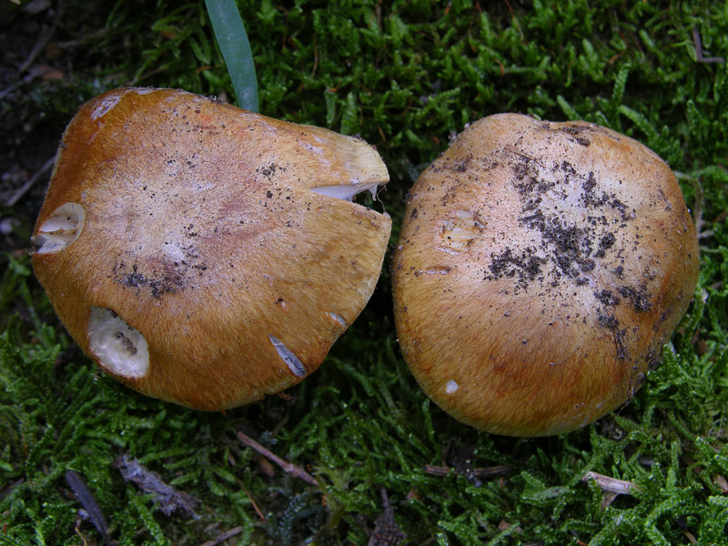 Cortinarius glaucopus da confermare.